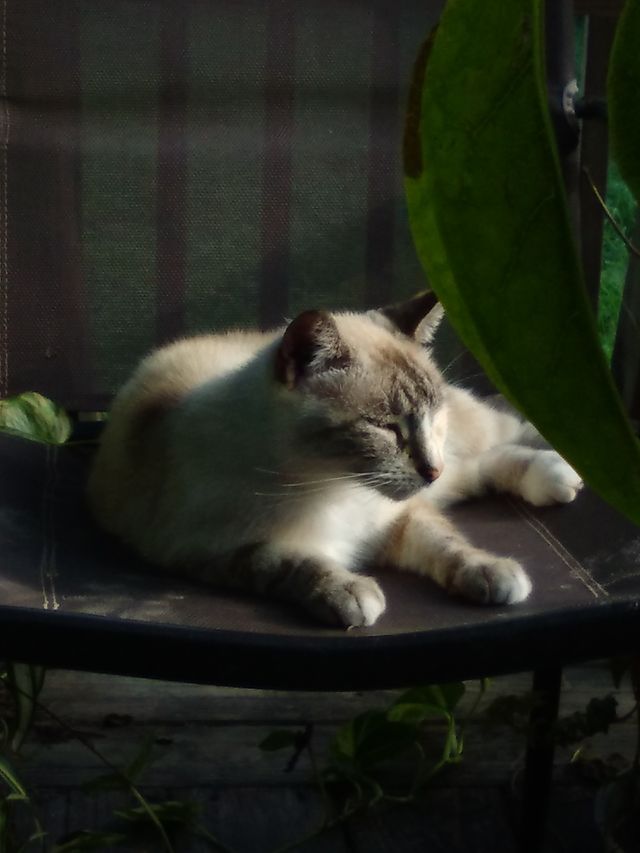 Lazy Cat Lucy