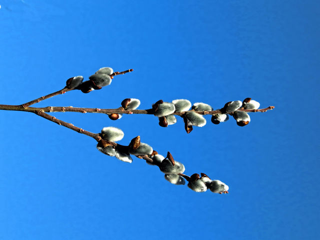 Pussywillow