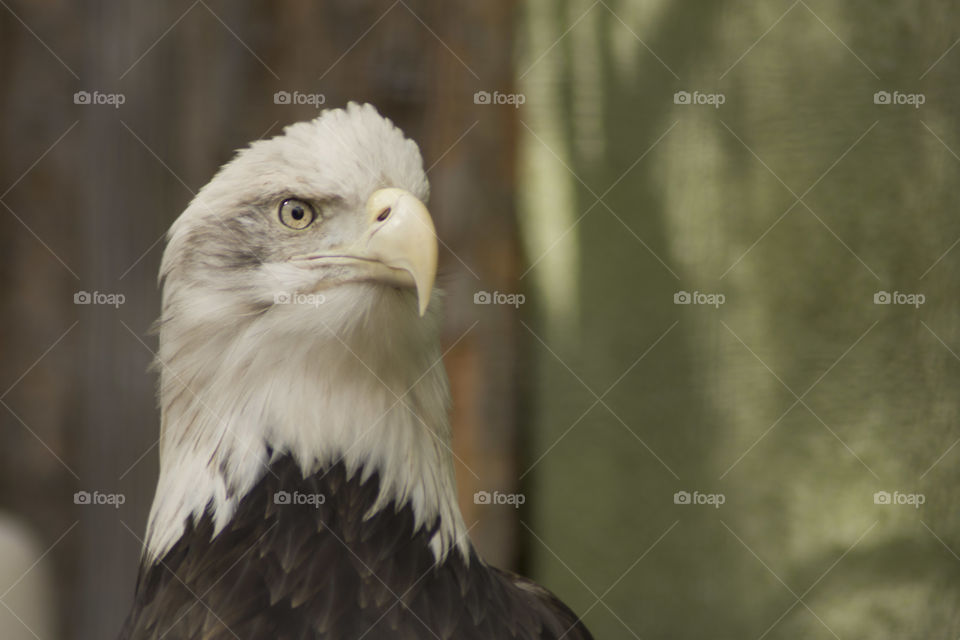 Eagle,  Boise zoo,  Idaho