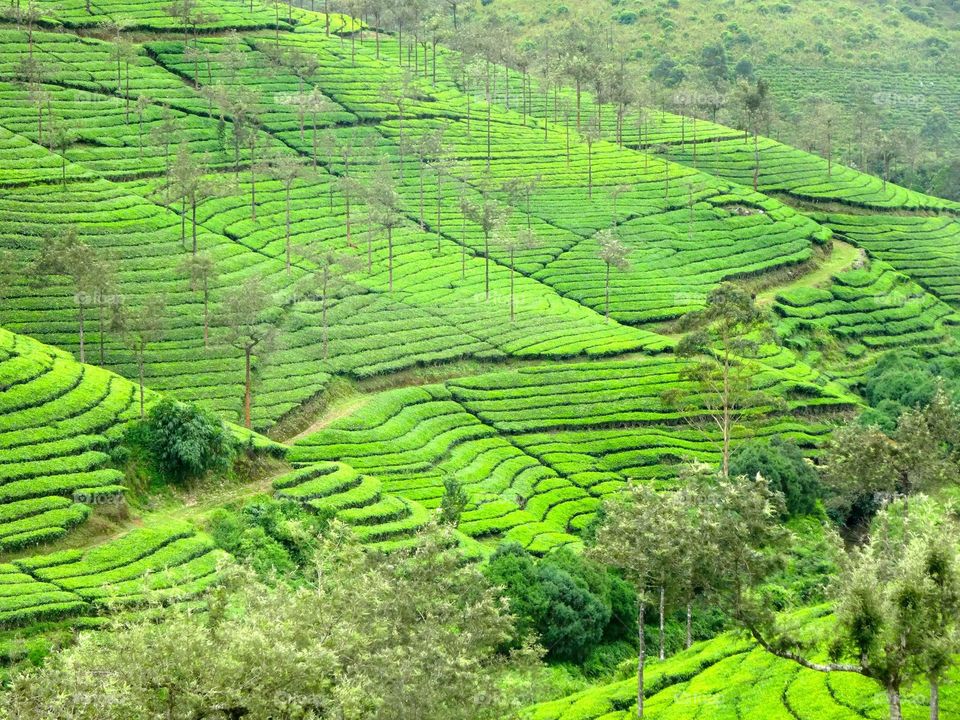tea fields in Kerala