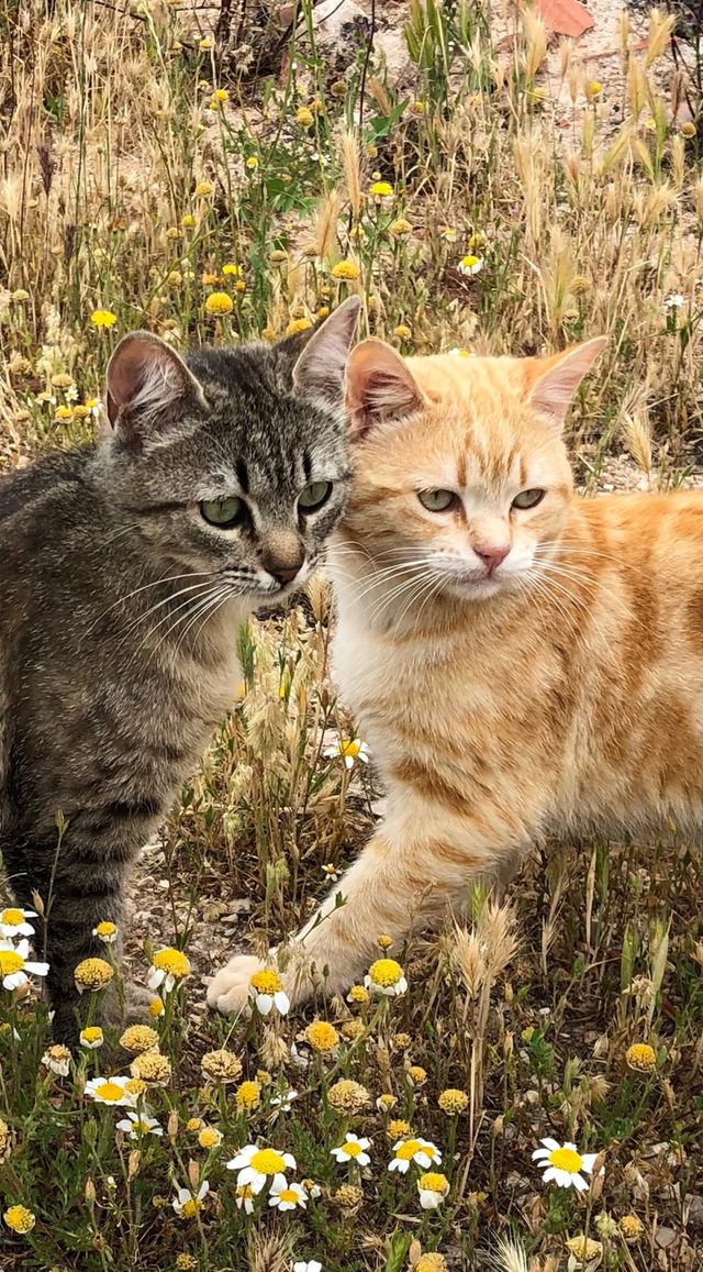 Cats