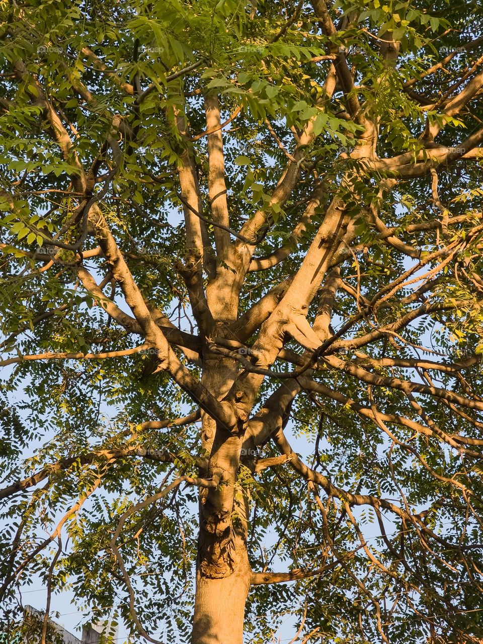 I shot this photo because it's the beauty of nature most important the lighting I liked the sun raise falling on a tree during sunset