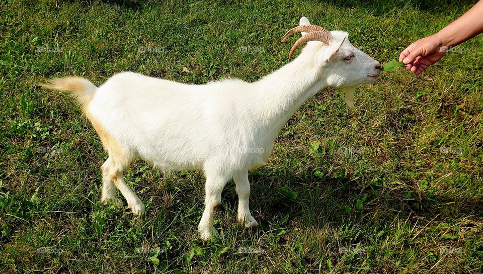 Goat eats 🐐☘️