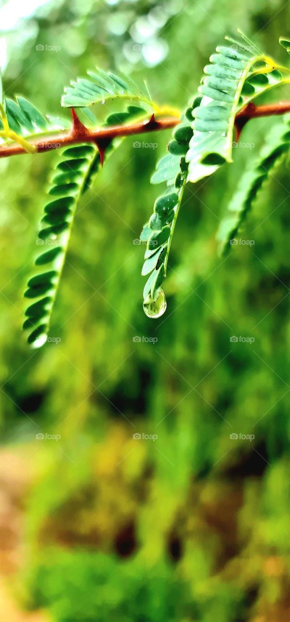 A SINGLE GENTLE RAIN MAKES THE GRASS MANY SHADES GREENER.