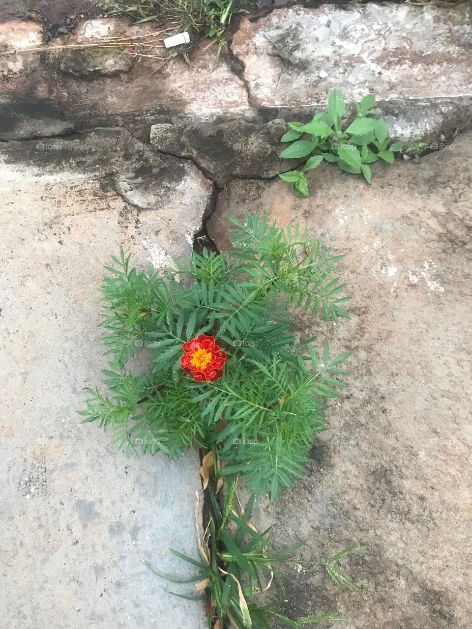 Resilient little flower sprouting in the concrete slit