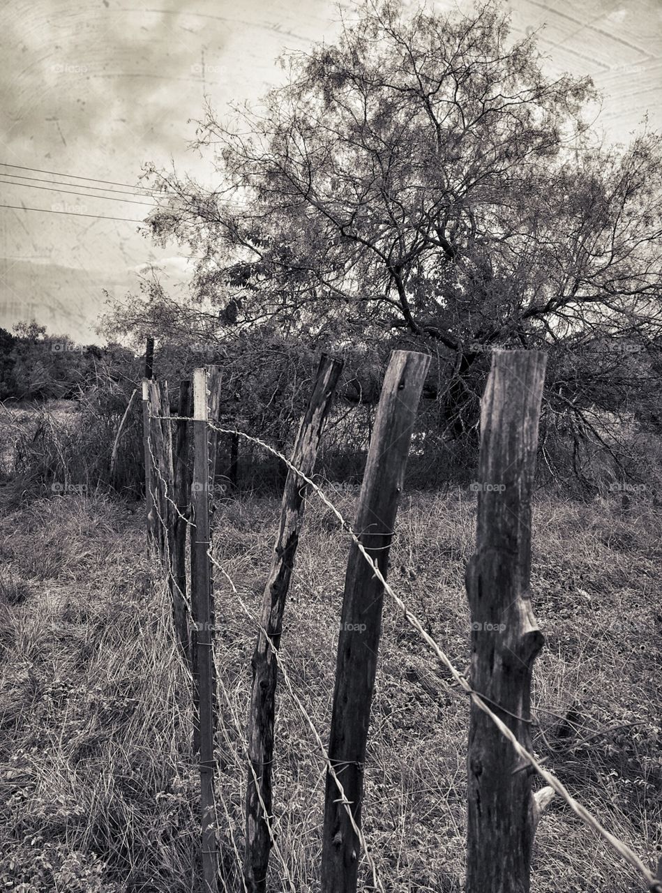 Cedar post fence line. 