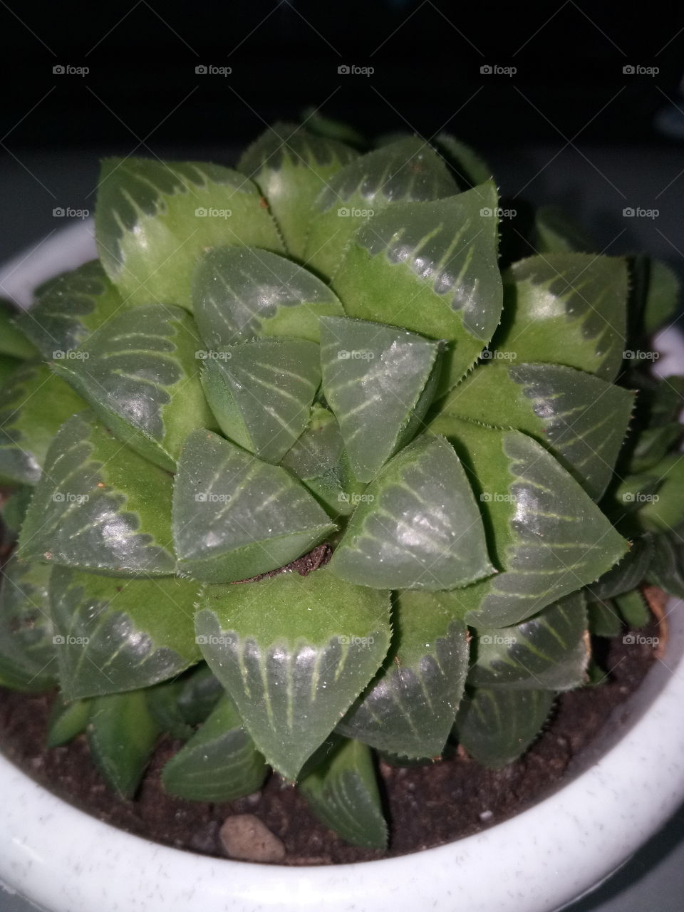 haworthia