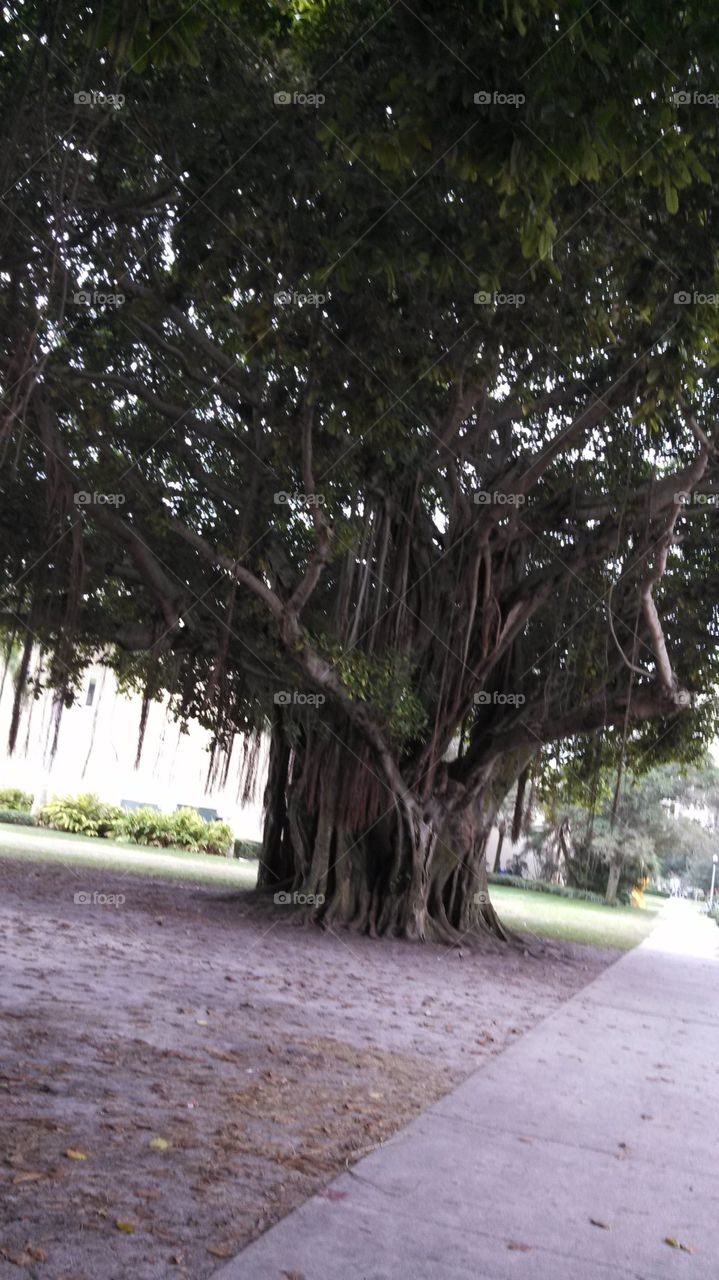 huge tree