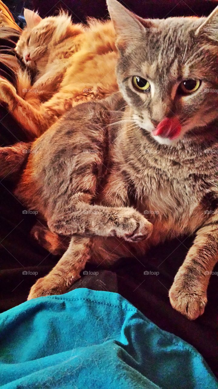 Lap Full Of Cats. Cuddle time