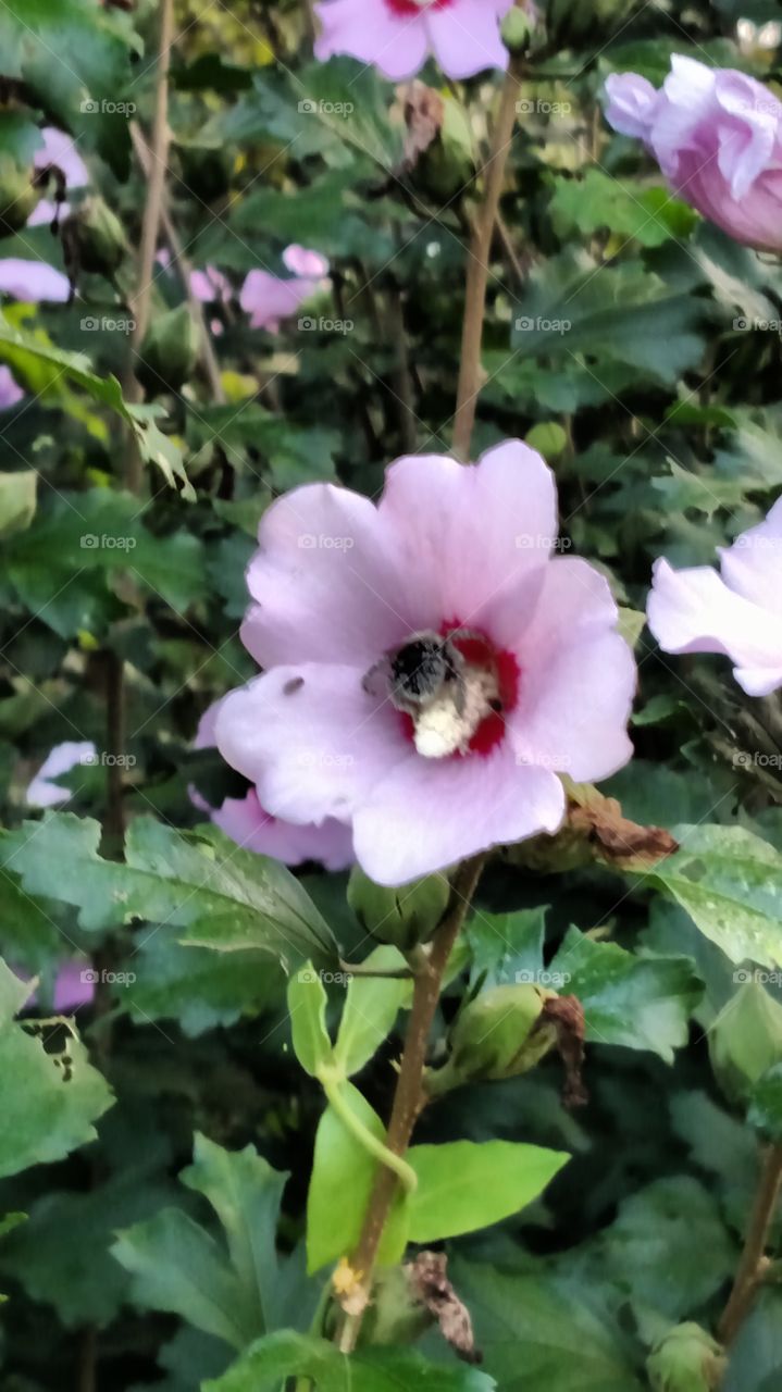 watching the bees pollination
