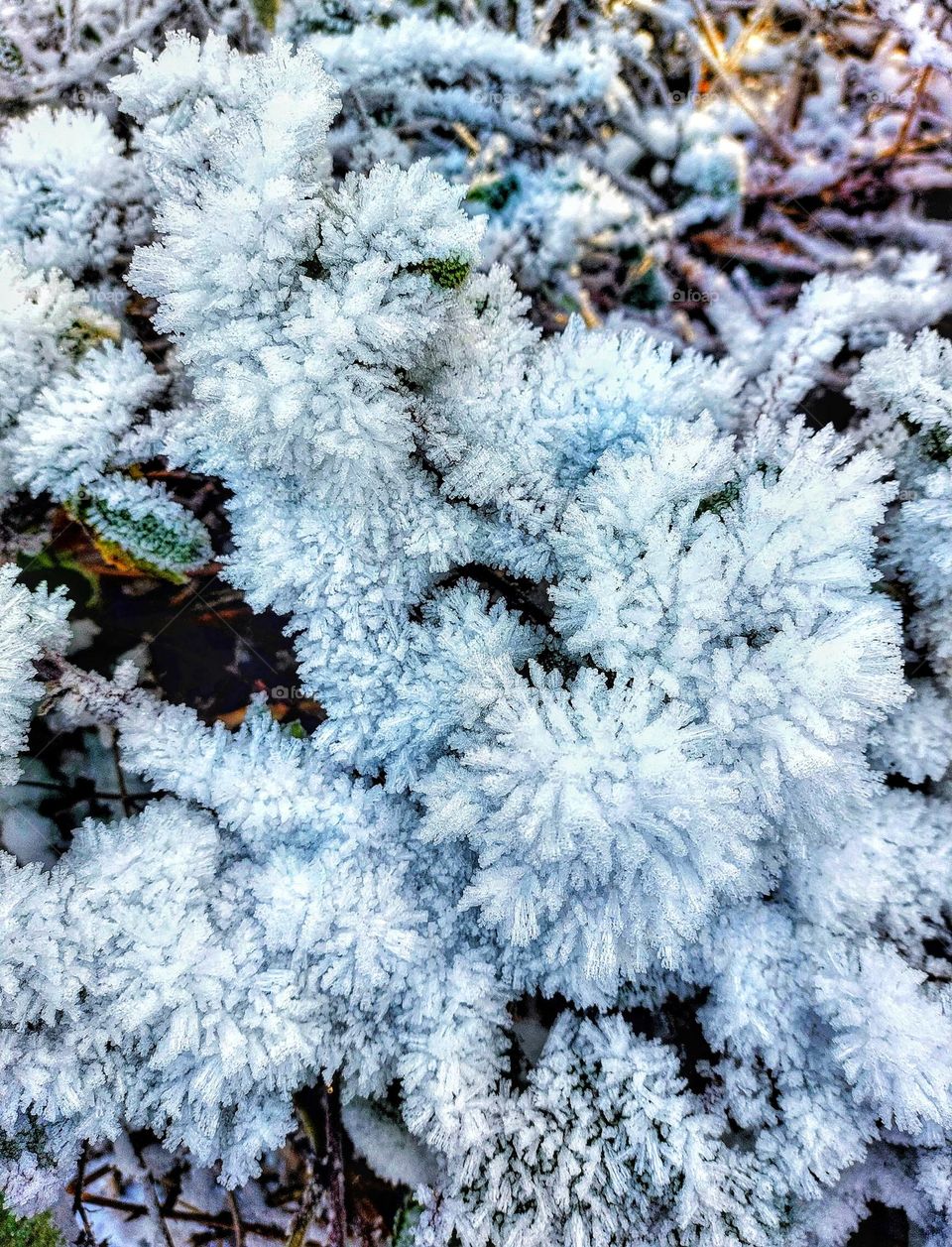 Low lying foliage thickly encrusted with spiky frost resembling pine cones, on a bed of mixed green and brown foliage