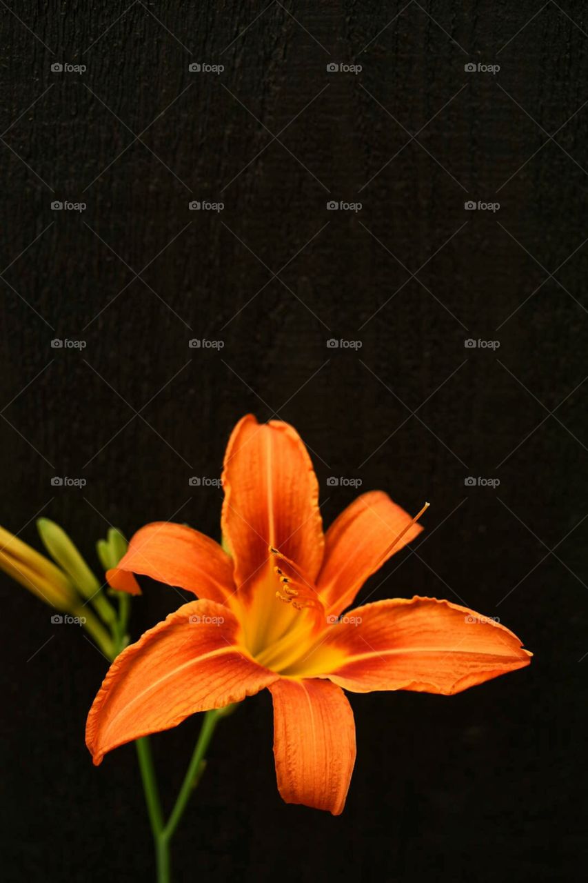 Orange lily flower