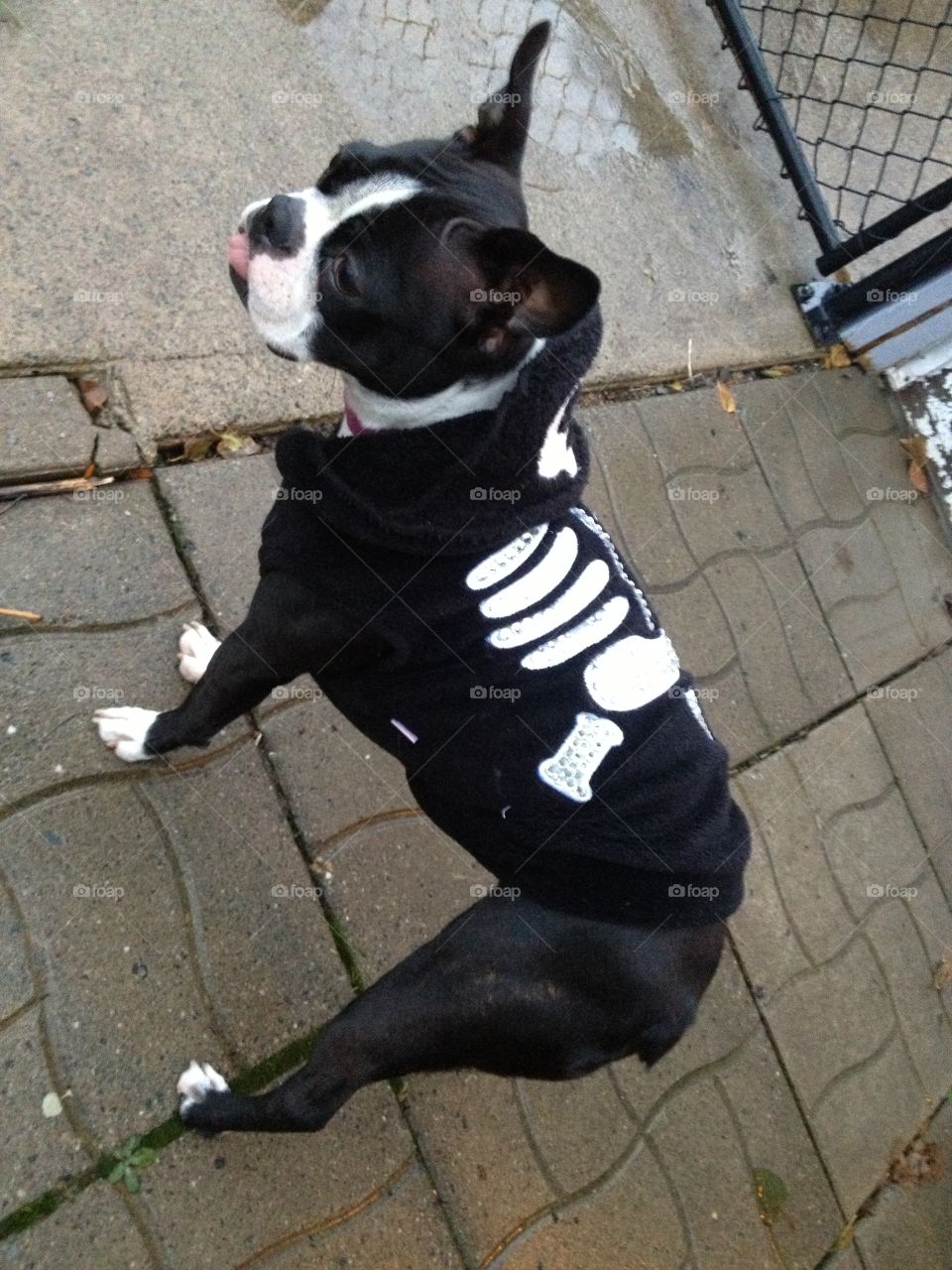 Halloween outfit for the cutest dog