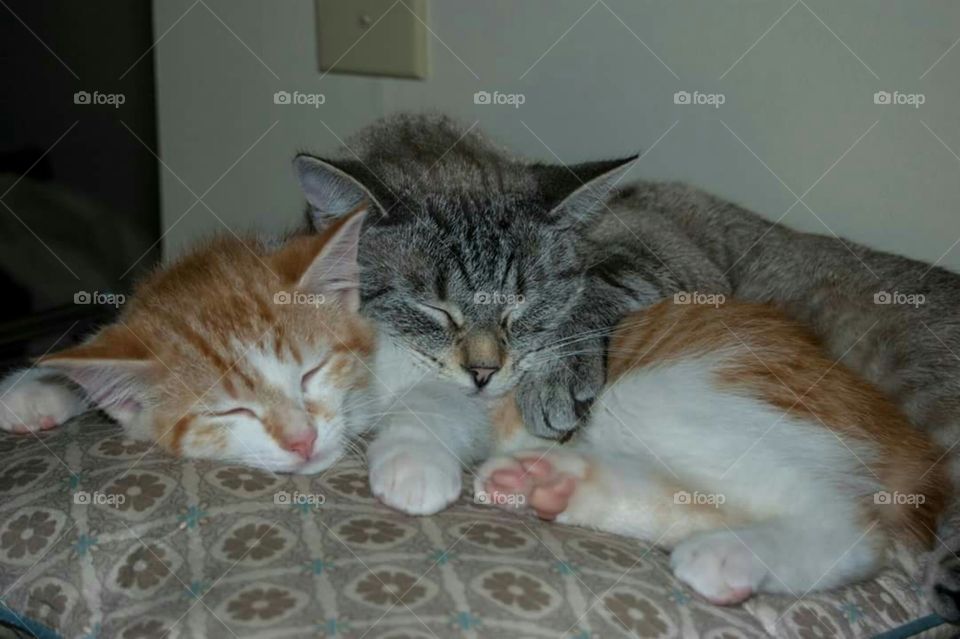Sonic and Whiskers cuddling