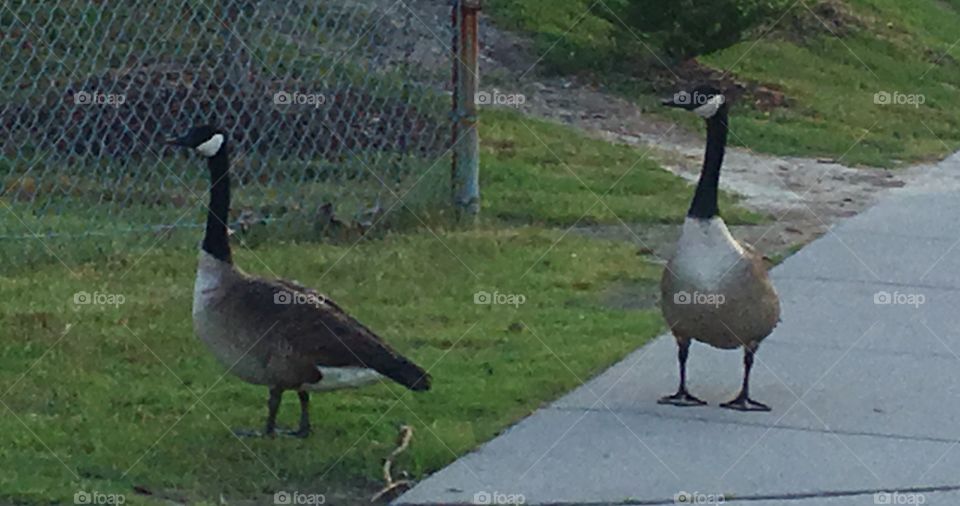 Two geese. 