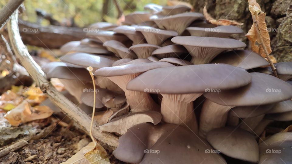 Wild edible oyster mushrooms Pleurotus ostreatus growing by the tree close up. Helpful medicinal wild mushrooms growing in the forest. Mycology, fungus, fungi. Healthy food foraging. Gray cap mushrooms growing in the wild nature. Forest findings 16:9