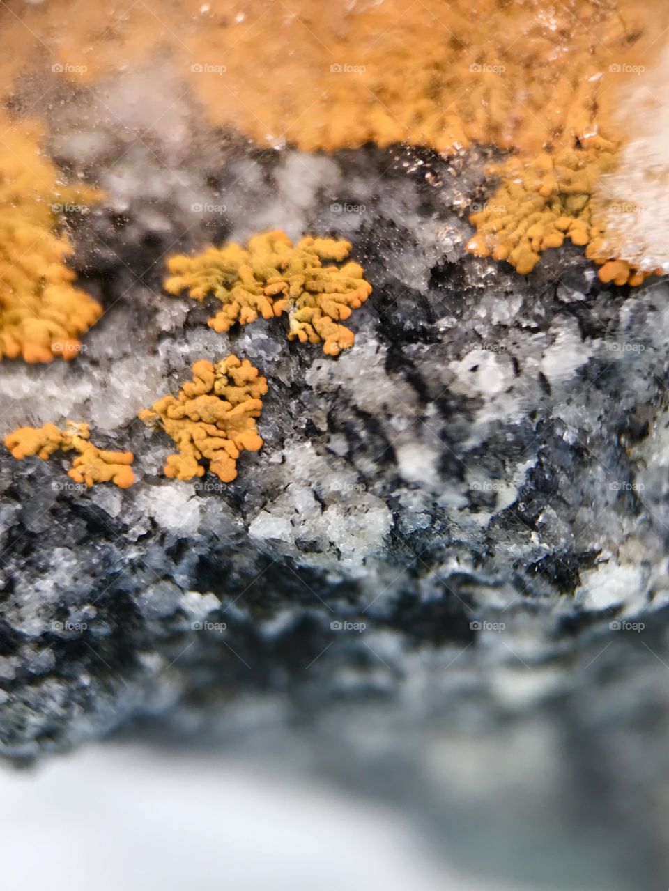 Survivor under frosty weather. Don't know what is it, so, I call them organism or may be mos. Tell me if you know.