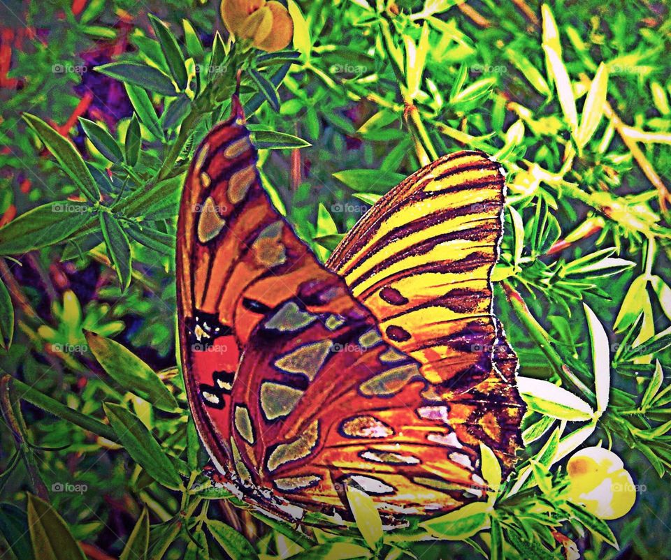 Butterfly. Butterfly in the golden hour,