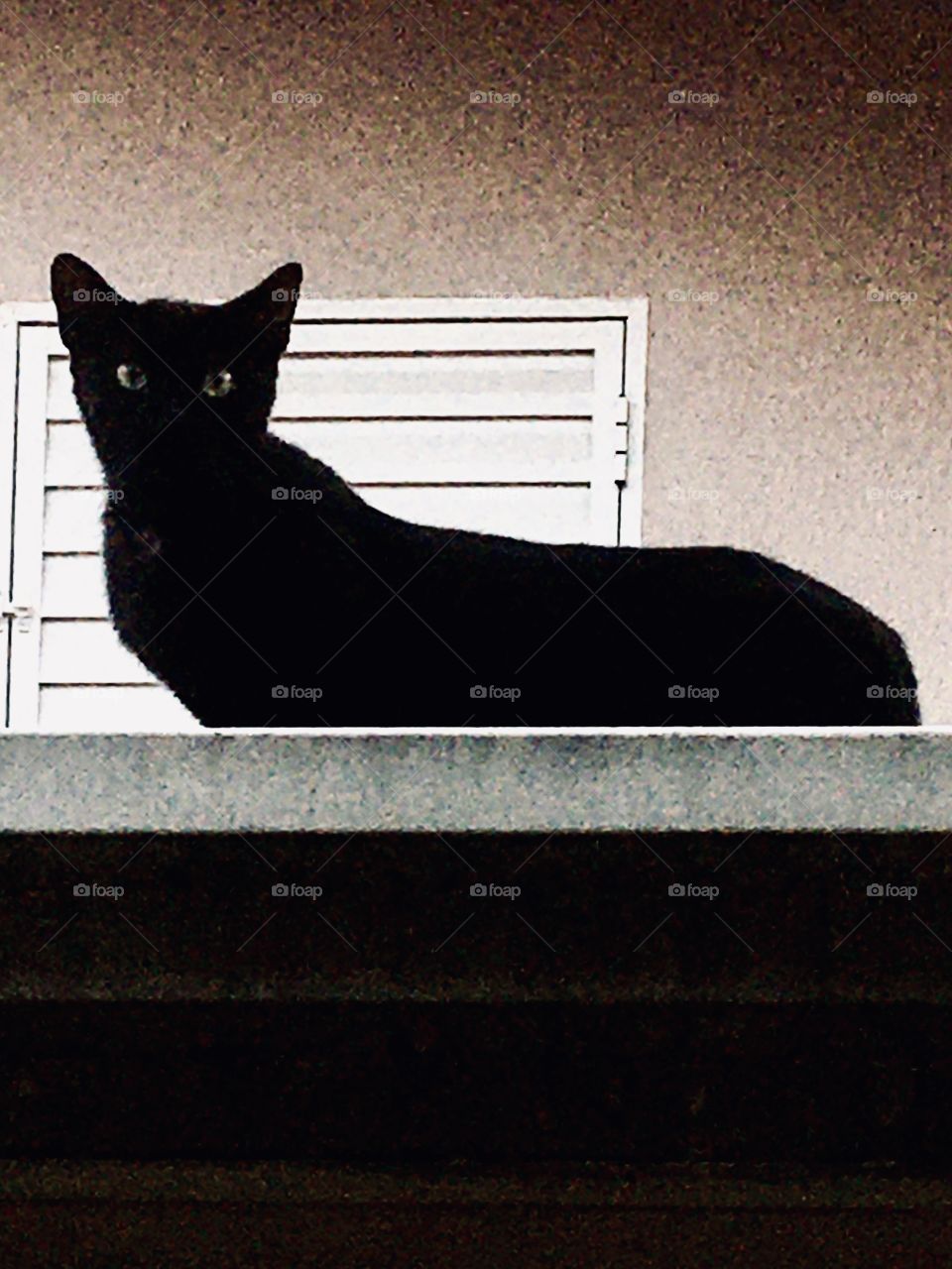 A very scary cat on the house!  What an ominous look ... I'm glad it's already Friday 13!
🐈 
Um gato muito assustador em cima da casa! Que olhar sinistro... ainda bem que já passou a Sexta-feira 13 e hoje é Sábado 14! (não sou supersticioso)!