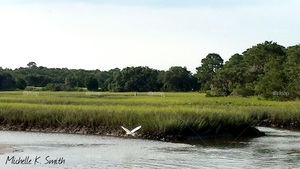 Crane flying in Marsh