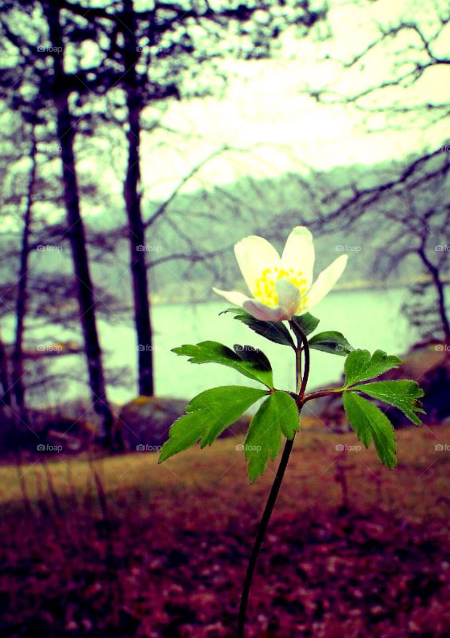 A lonely Wood Anemone i met on my walk in the forrest today