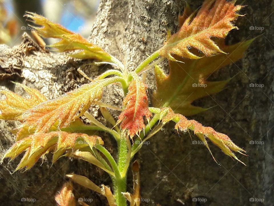 Black Oak Flowering