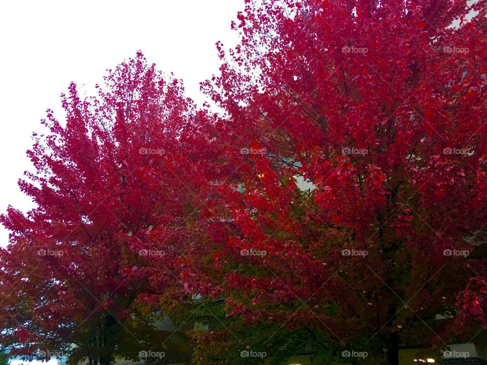 Bright red trees