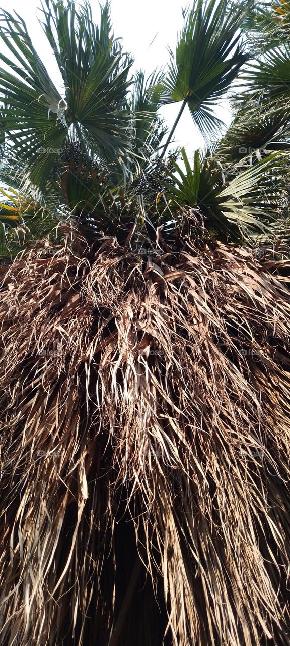 palm tree