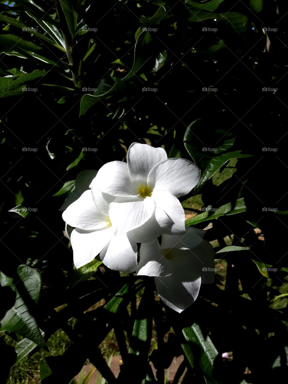 Pinwheel Jasmine White Flower. Pinwheel Jasmine's white blossoms against dark green foliage, also known as Florida Gardenia, Tabernaemotana divaricata