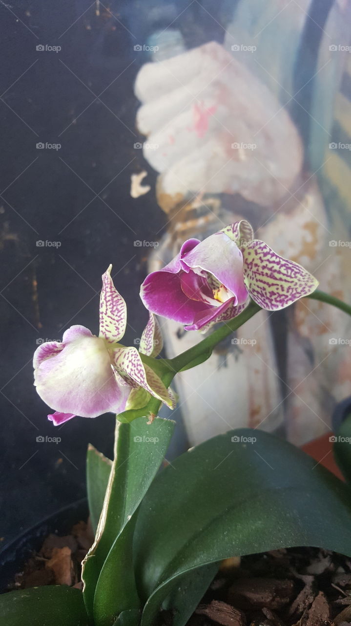 orchid with art backdrop