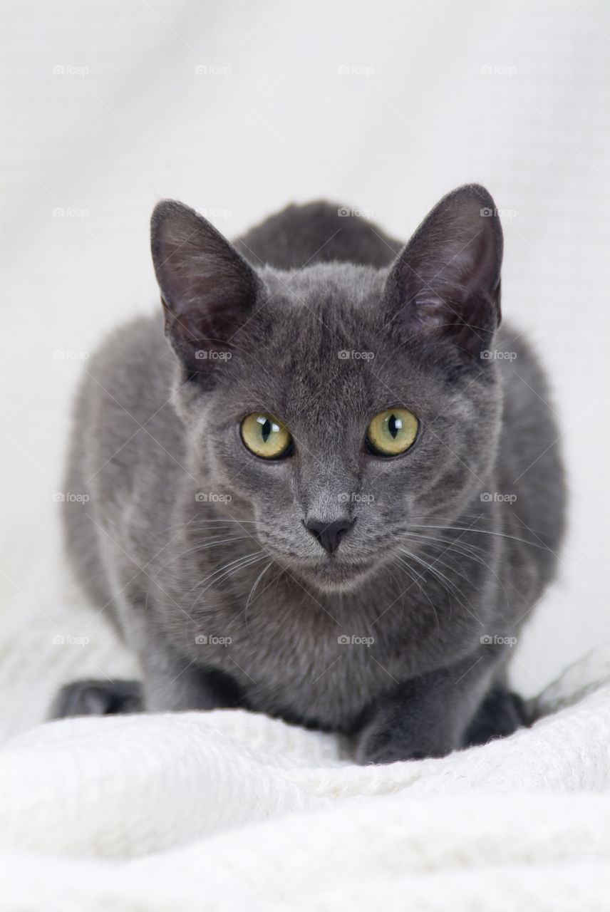 Black cat on white background