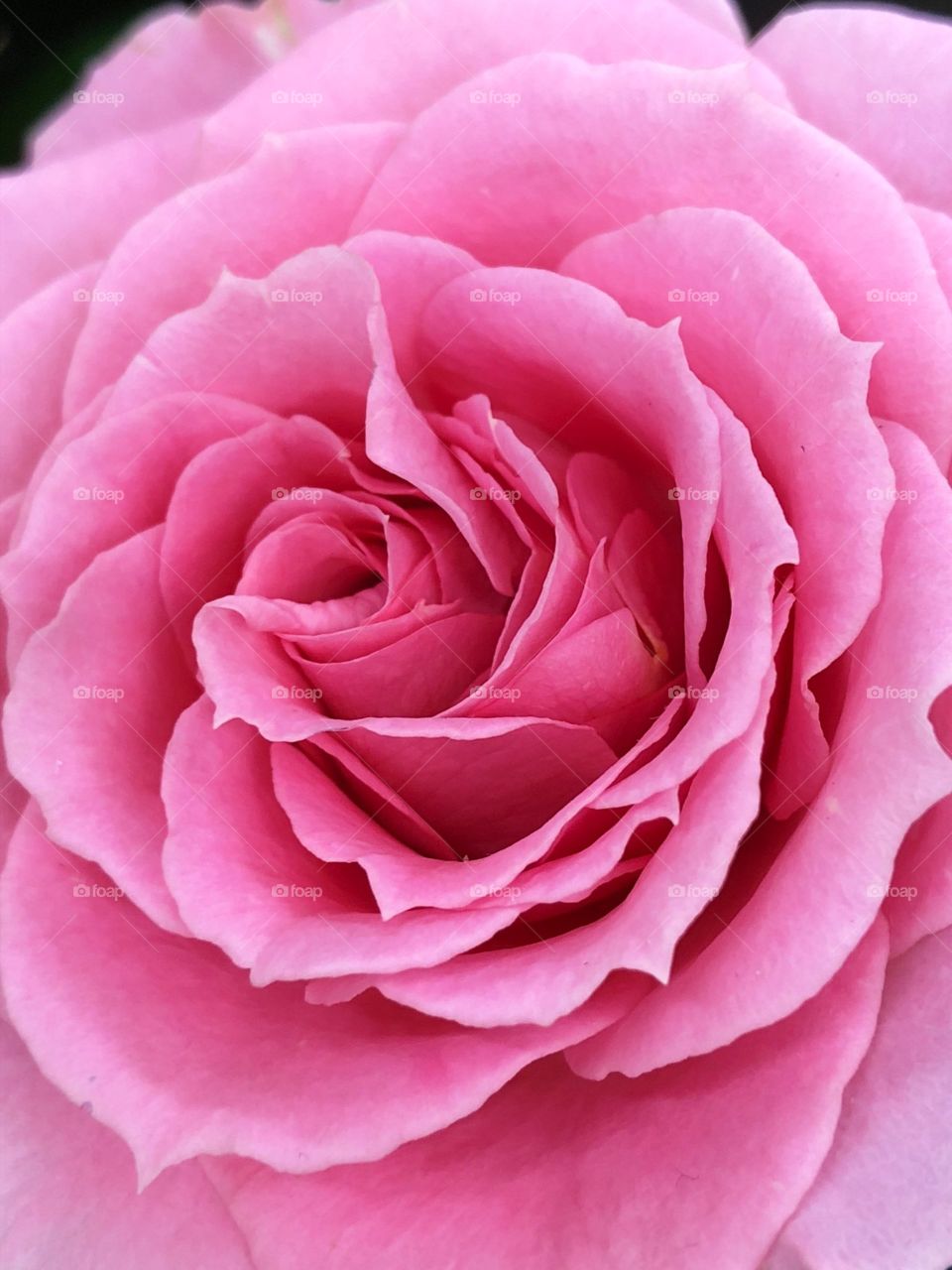 Macro image of the head of a fresh pink rose fully bloomed