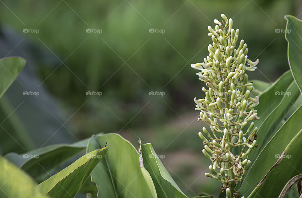 Flowers bloom green yet On a Blurry green background.