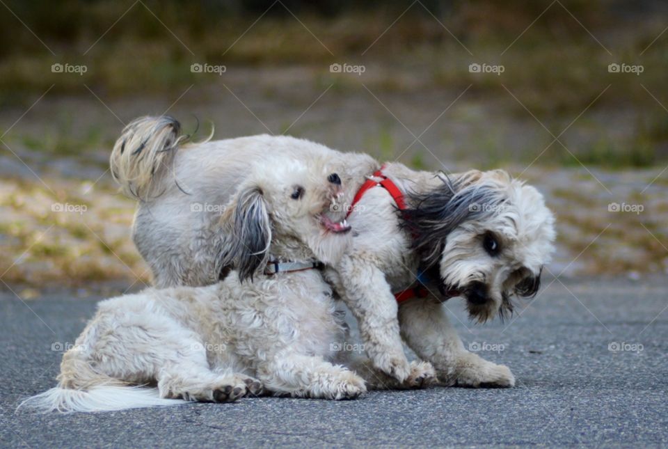 A couple of dogs in Central Park, New York, acting aggressively towards each other. 2 of 2. 