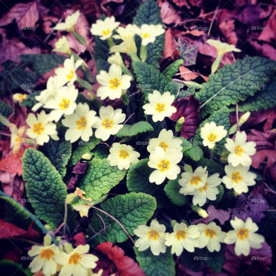 Primroses in a copse in England, spring flowers in autumn leaves