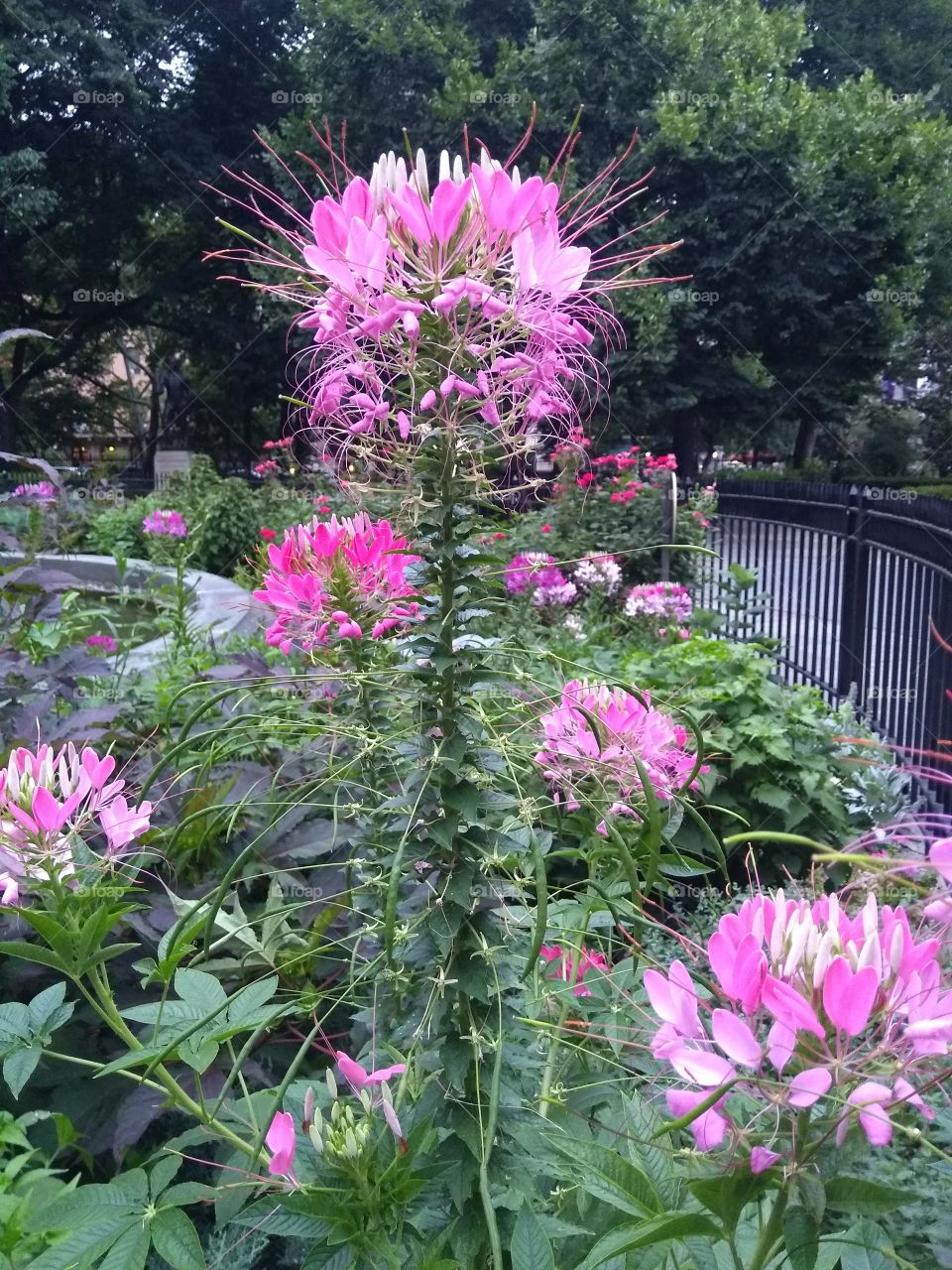 Flowers in NYC Park