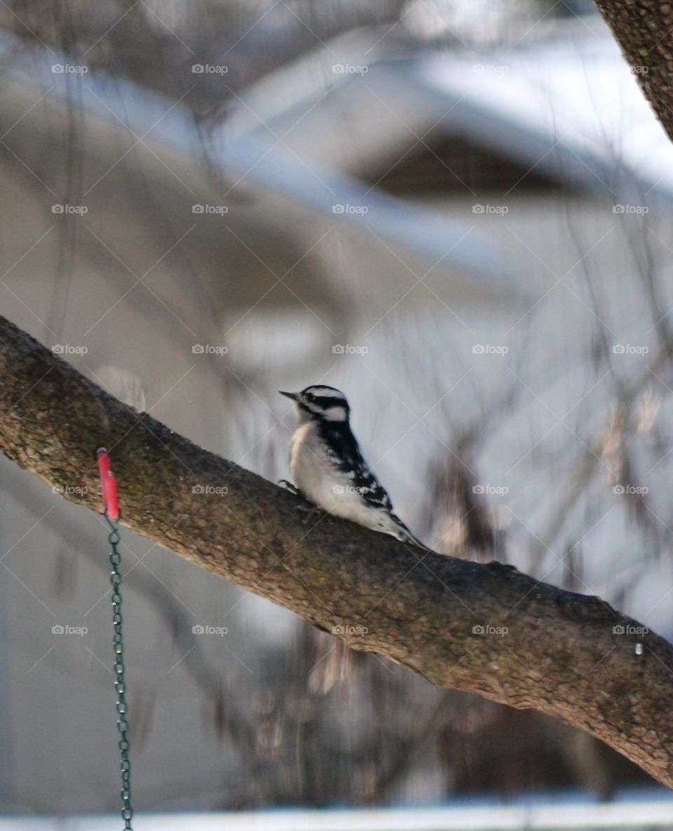 downy woodpecker