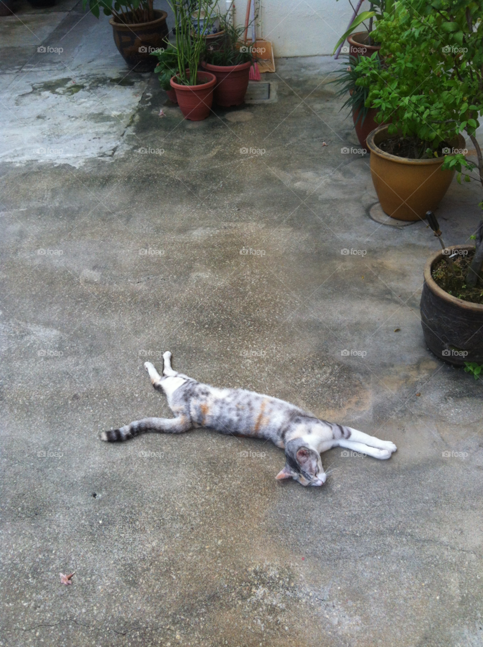singapore plant cat animal by mrbryanchu
