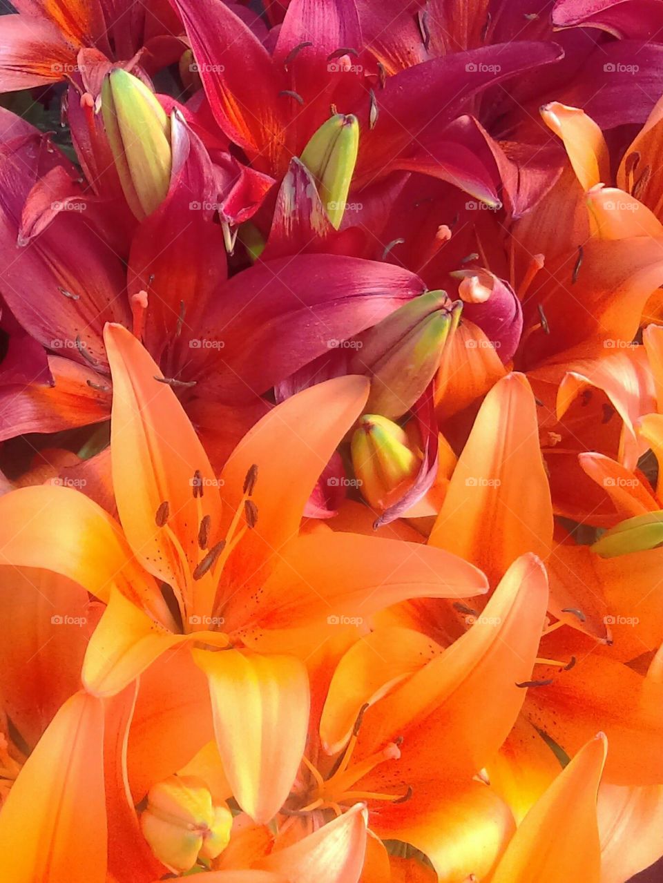 Red and orange Easter lilies
