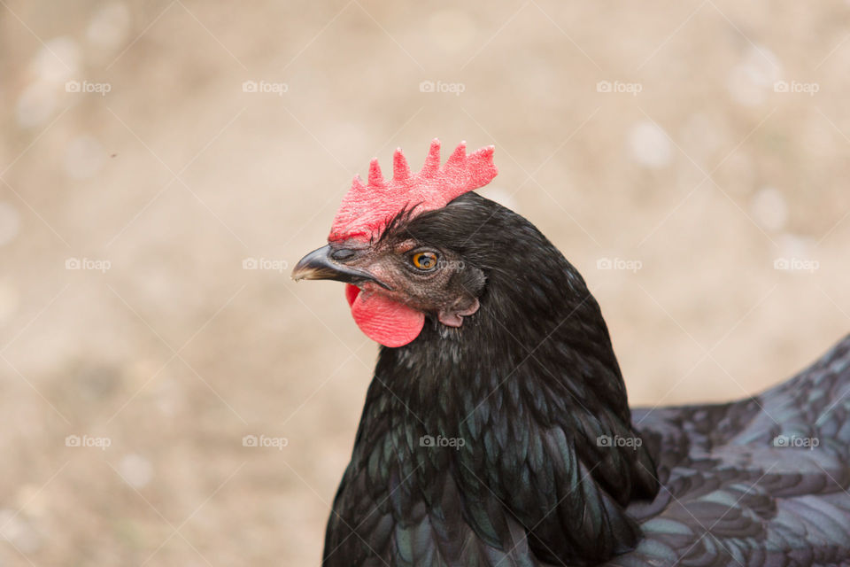 Black chicken
