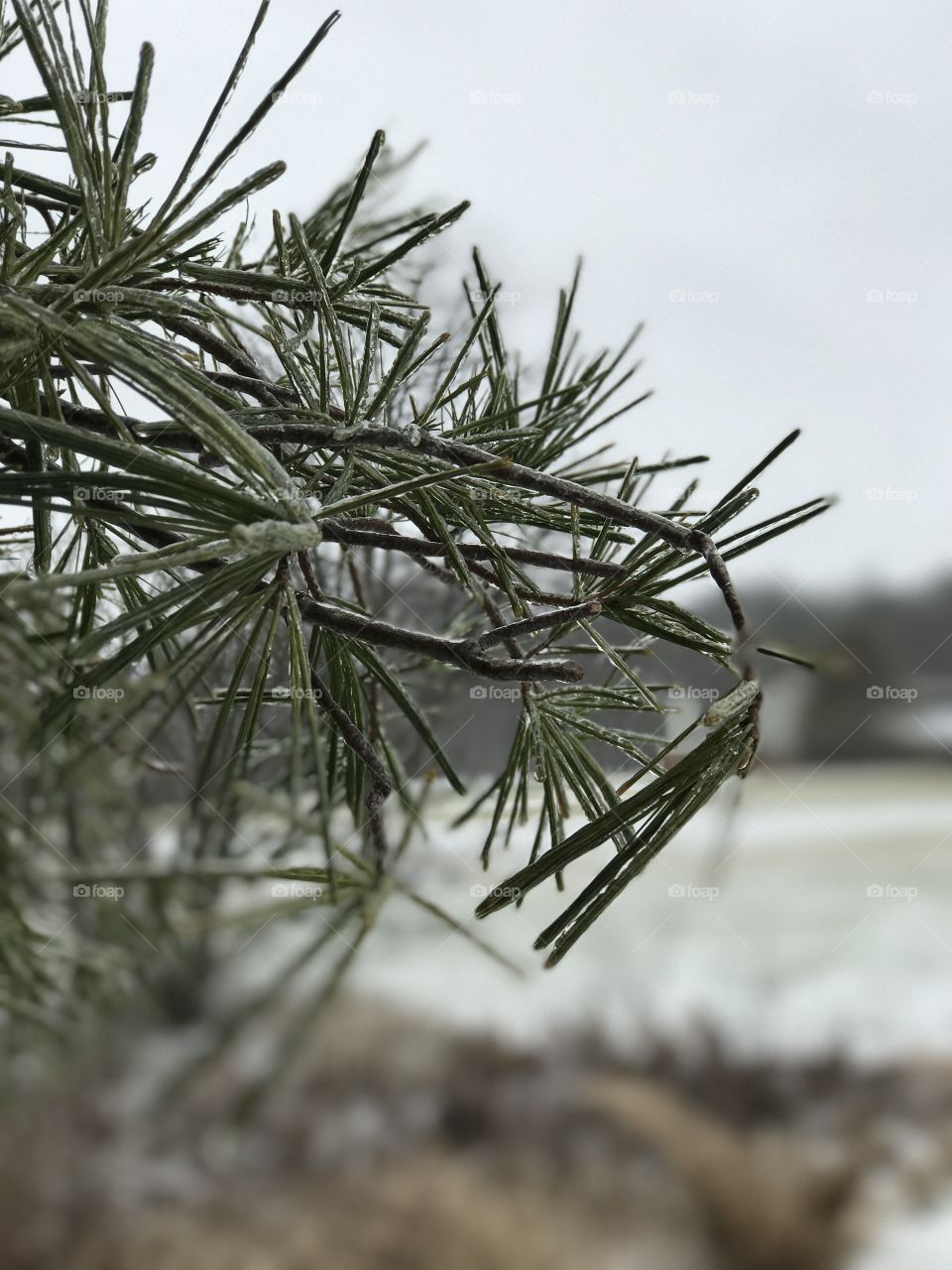 Green pine needles covered in a layer of ice after freezing rain in the middle of the winter season