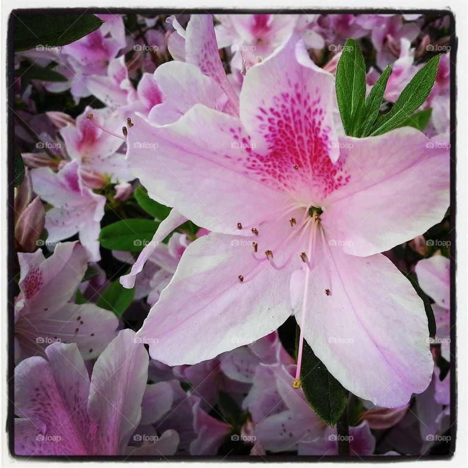 Azalea in Pink and White