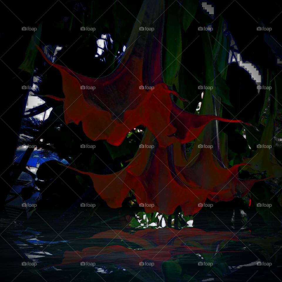 Red Angels Trumpets - Flowers,