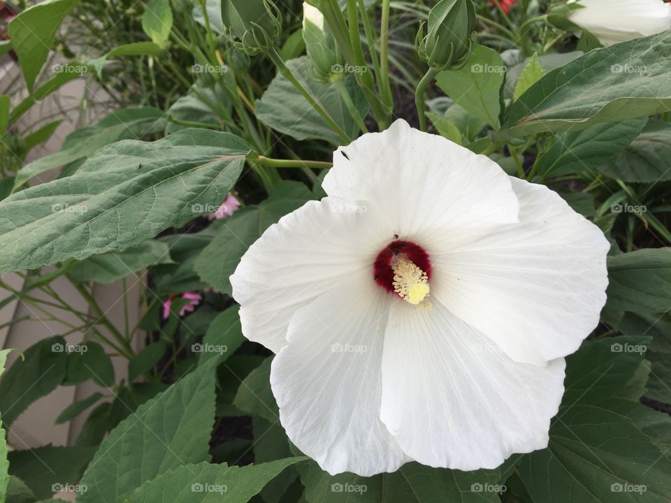 White Hibiscus 