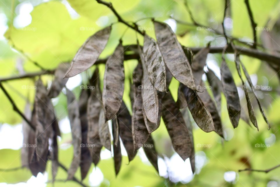 Redbud Beans 