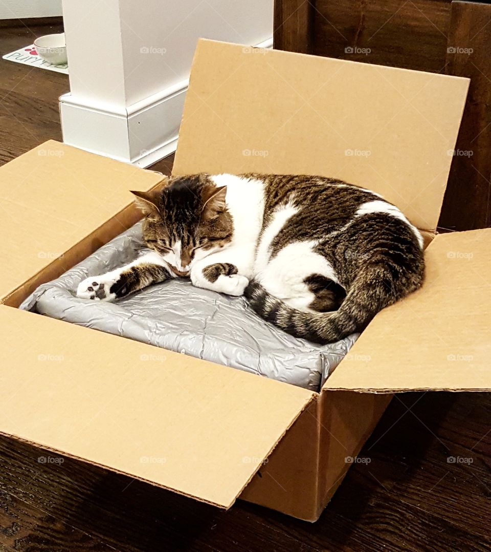 cat sleeping in a box