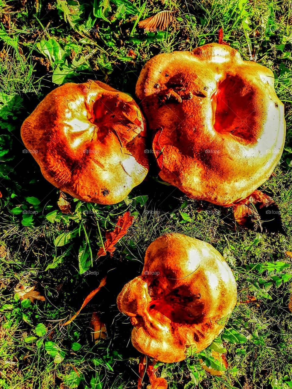 Three large milk cap mushrooms against a background of green grass with autumnal coloured leaves