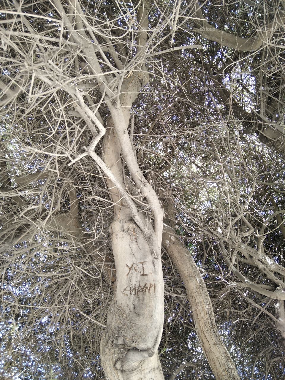 Árbol