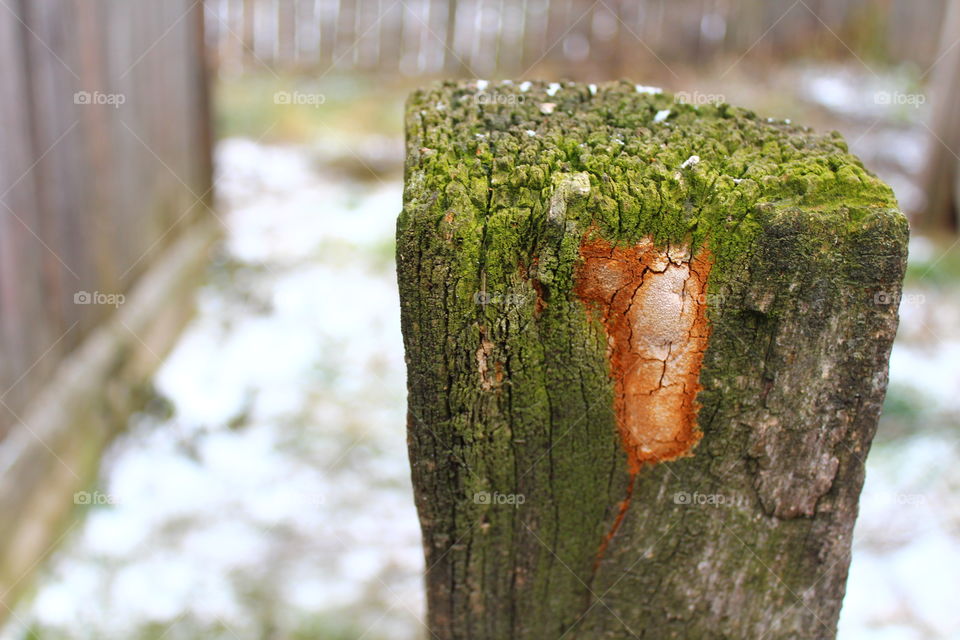 macro of Moss on old rotten wood