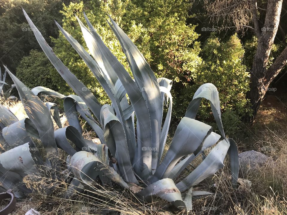 Aloe